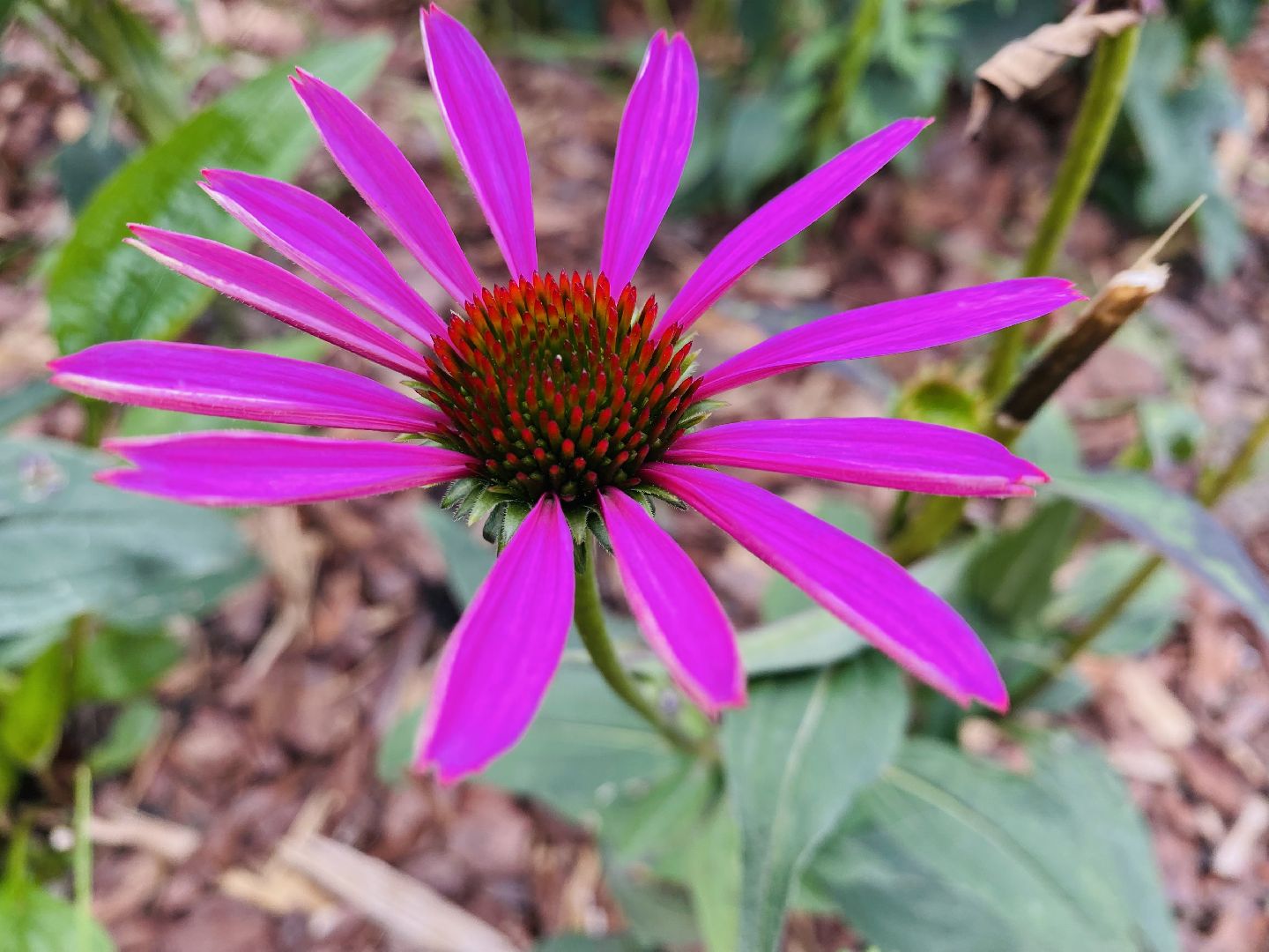 Балашиха, Бульвар Цветов, благоустройство, мцд4,