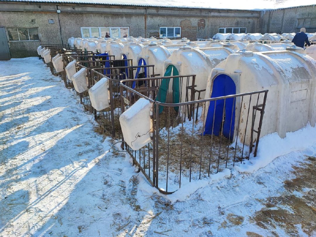 Телята, сельское хозяйство, Серебряные Пруды