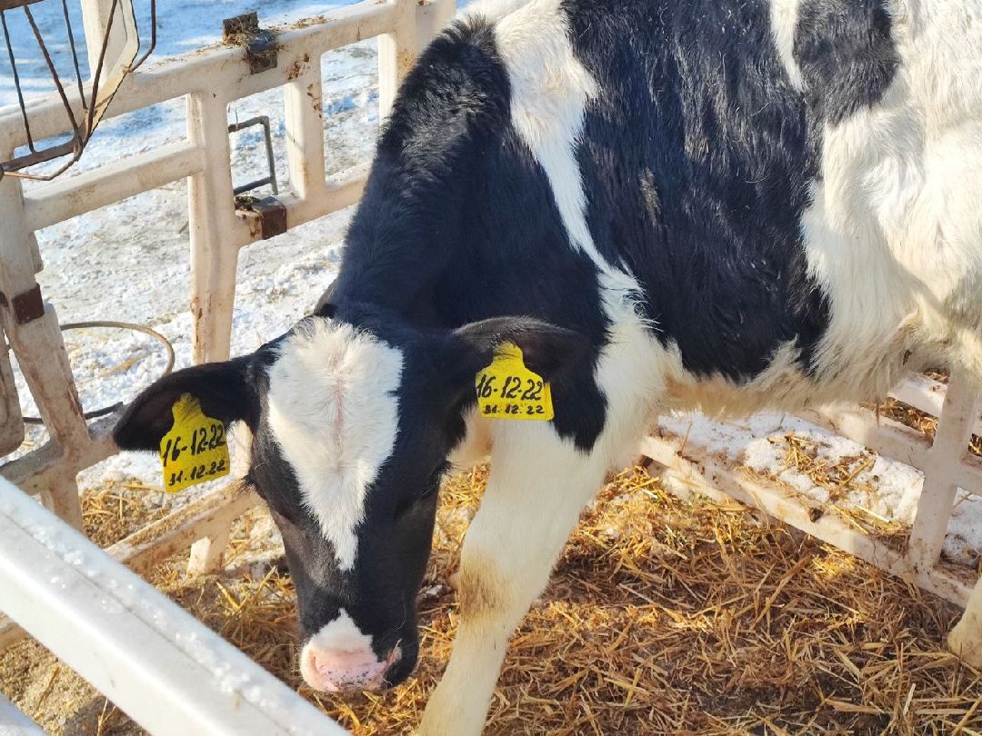 Телята, сельское хозяйство, Серебряные Пруды