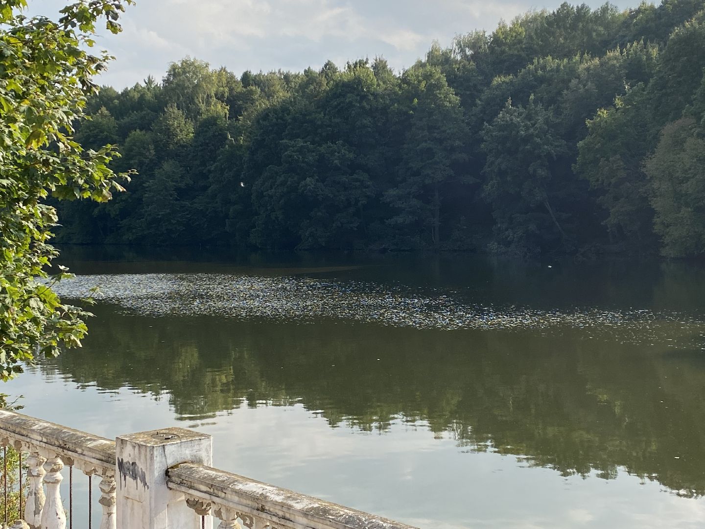 Балашиха, экология, Салтыковская пруды, спасти пруды