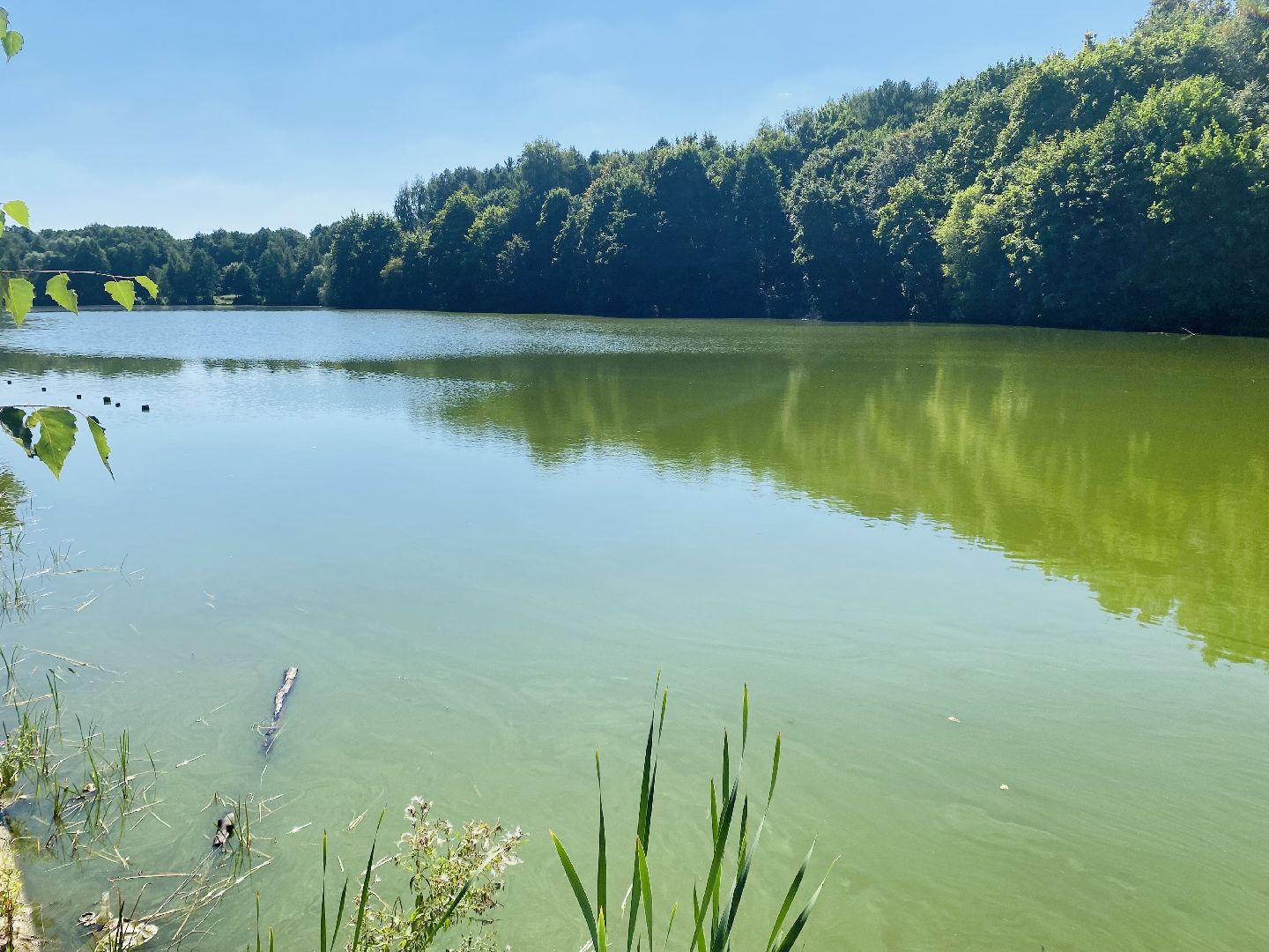 Балашиха, экология, Салтыковская пруды, спасти пруды