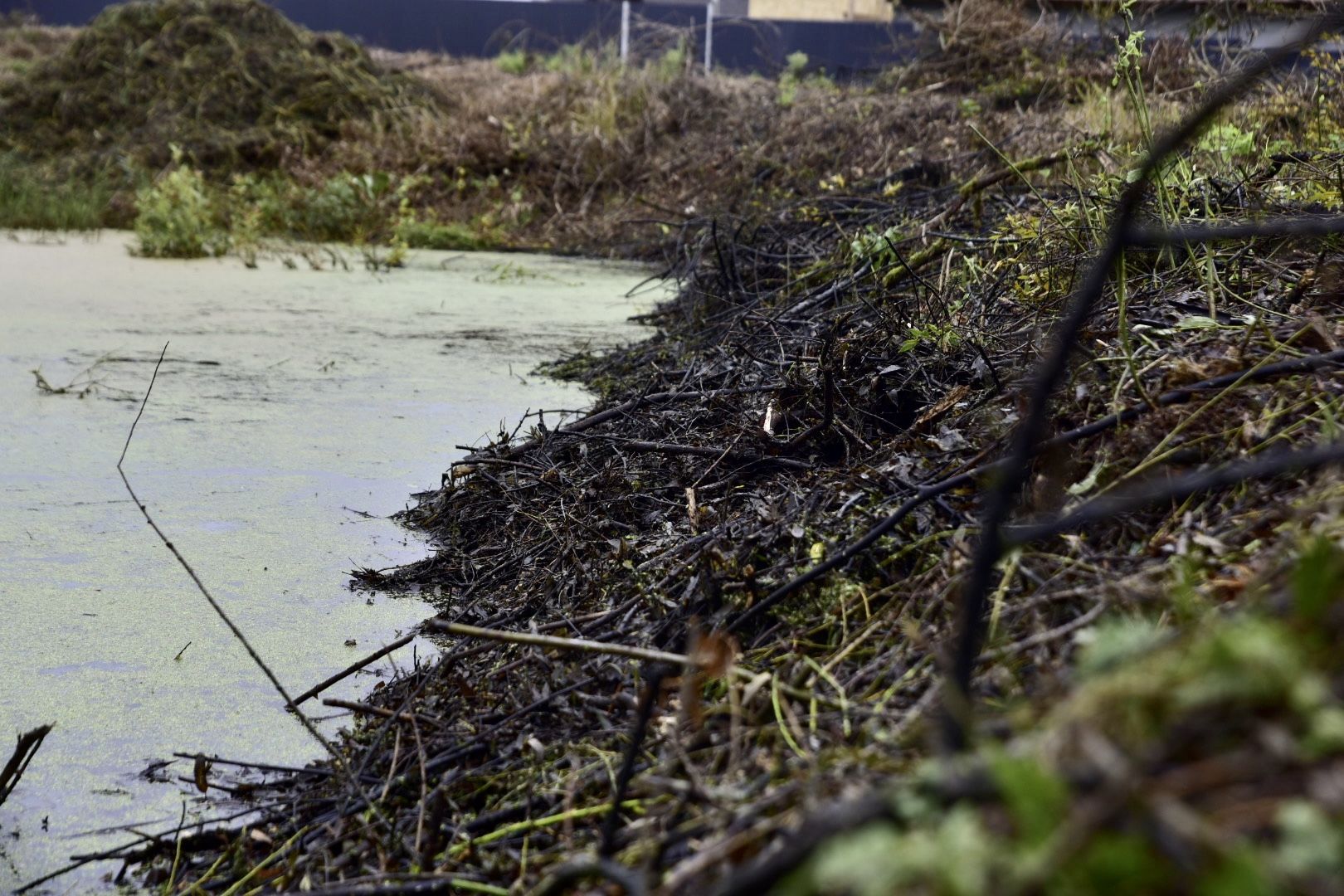 Солнечногорск, очистка, пруд, работа, экология,