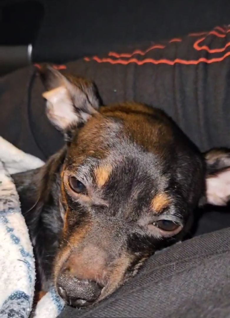 Подольск, зоозащитник, Игорь Айрапетян, той-терьер, собака,