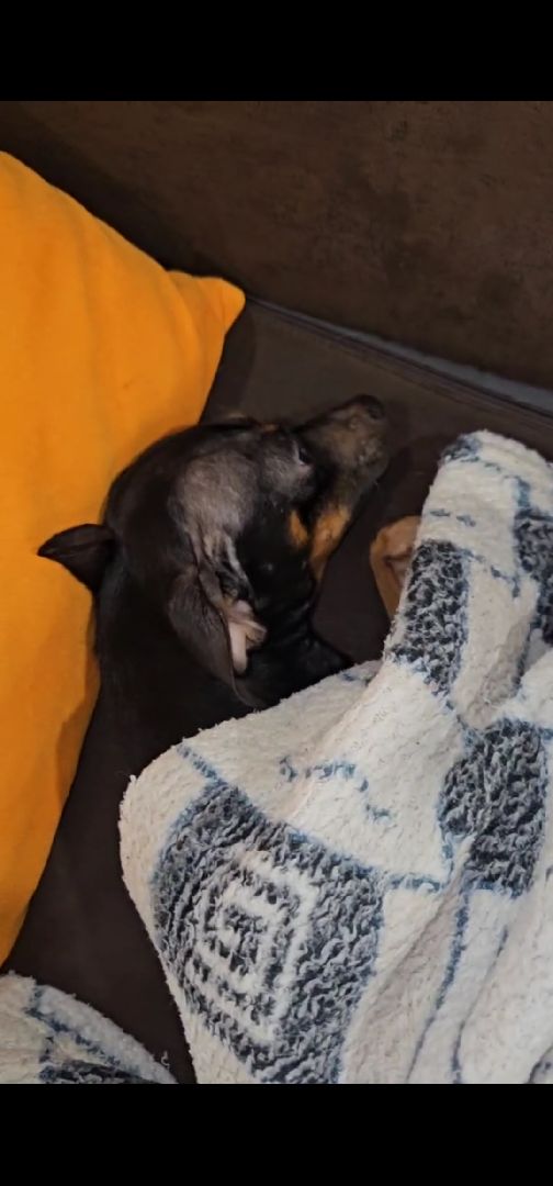 Подольск, зоозащитник, Игорь Айрапетян, той-терьер, собака,