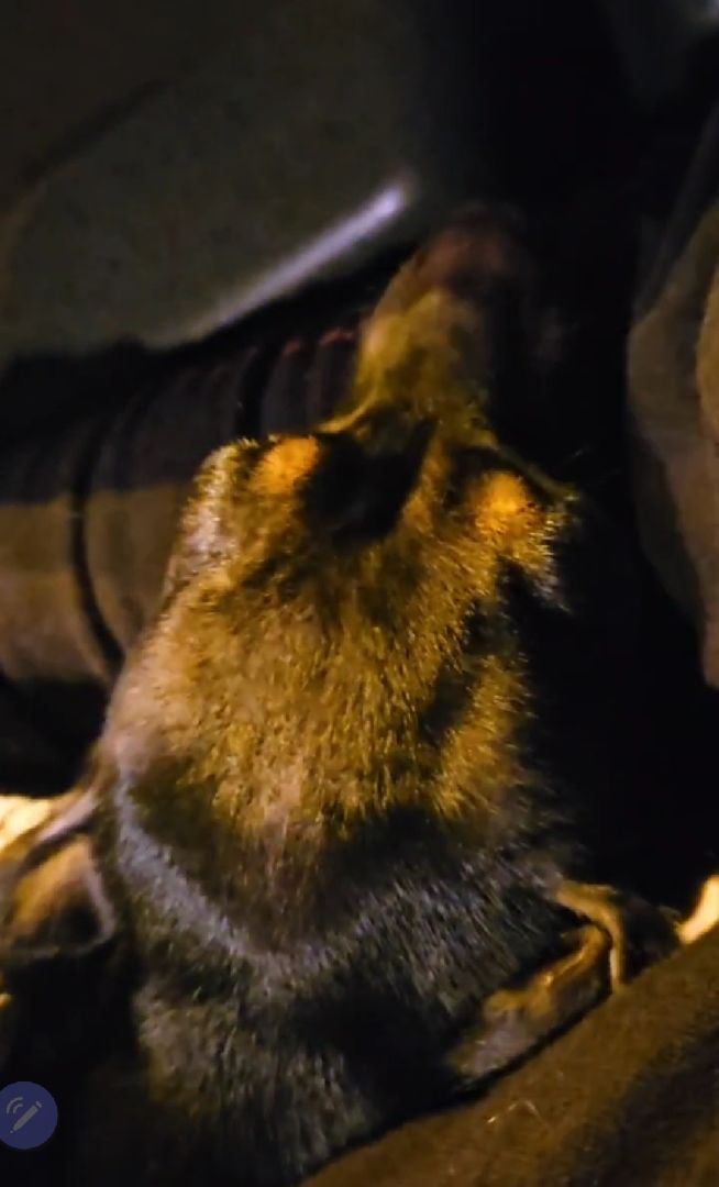 Подольск, зоозащитник, Игорь Айрапетян, той-терьер, собака,