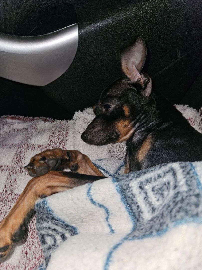 Подольск, зоозащитник, Игорь Айрапетян, той-терьер, собака,