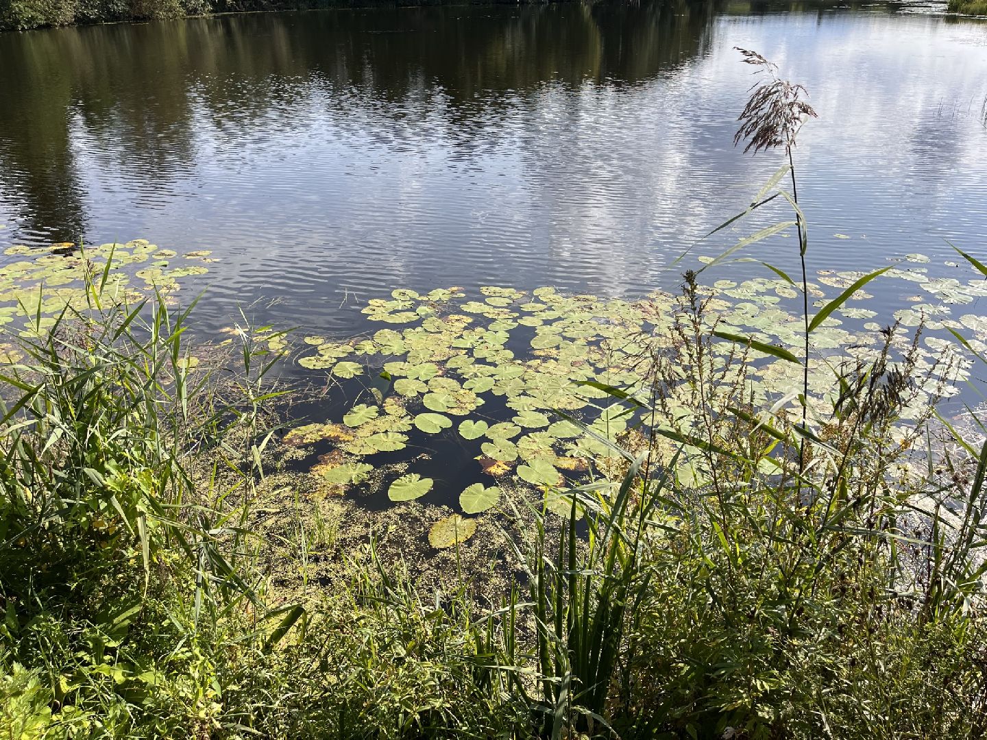 Шаховская, История, деревня