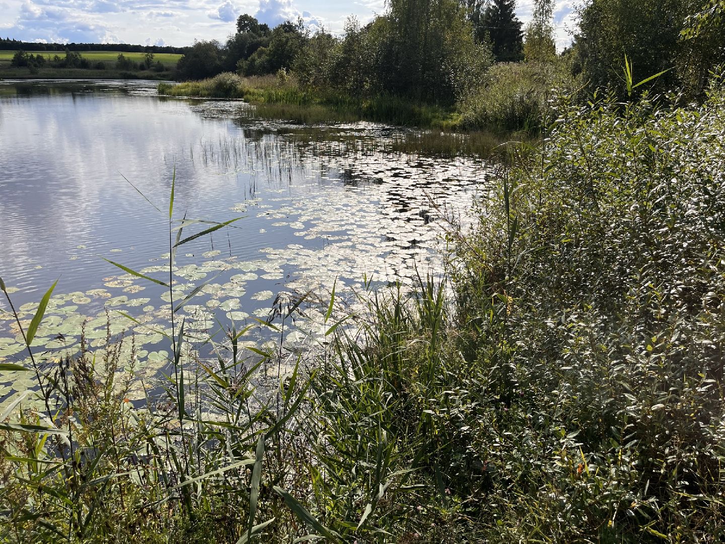 Шаховская, История, деревня