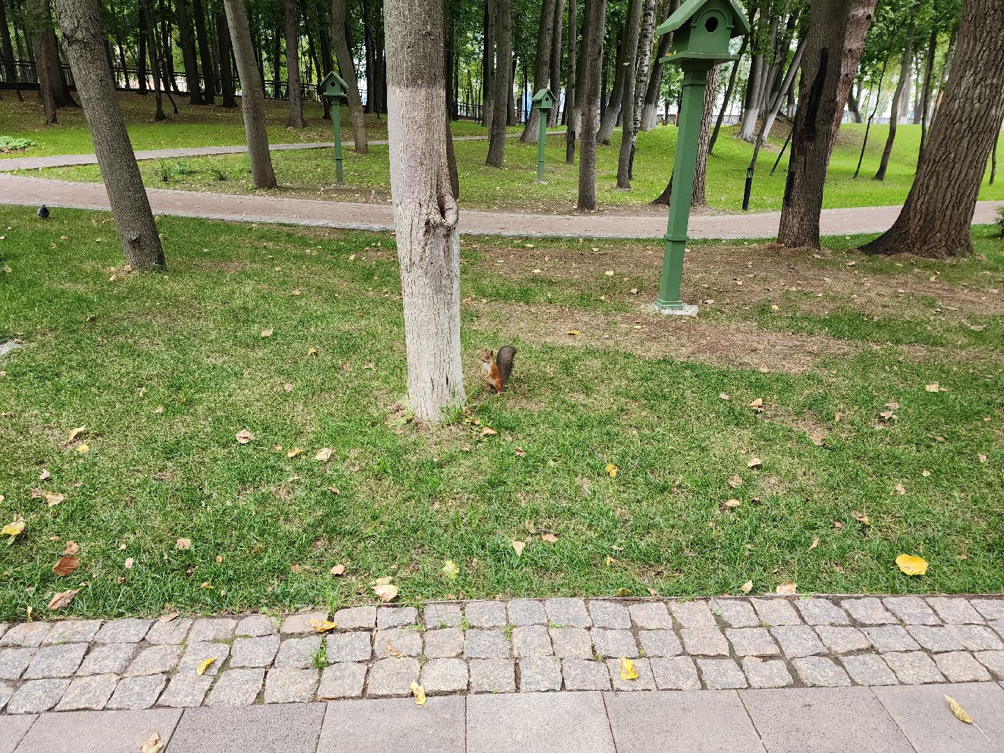 Раменское, благоустройство, Раменский городской парк, интерактивная кормушка для белок