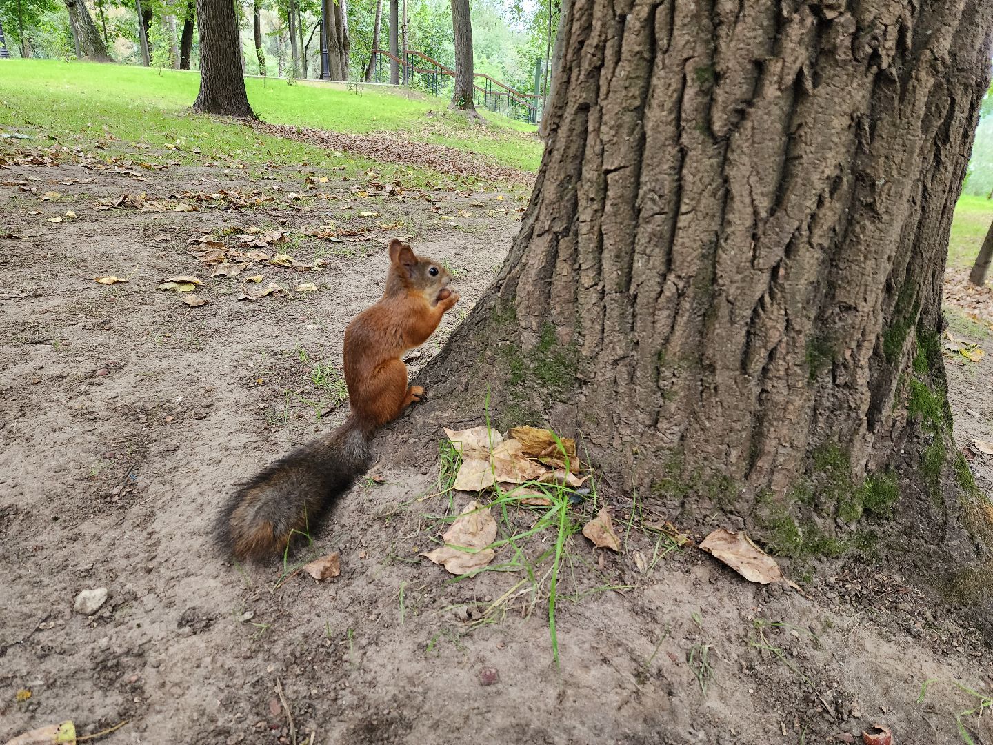 Раменское, благоустройство, Раменский городской парк, интерактивная кормушка для белок