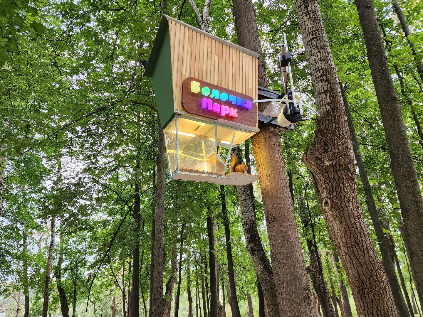 Раменское, благоустройство, Раменский городской парк, интерактивная кормушка для белок