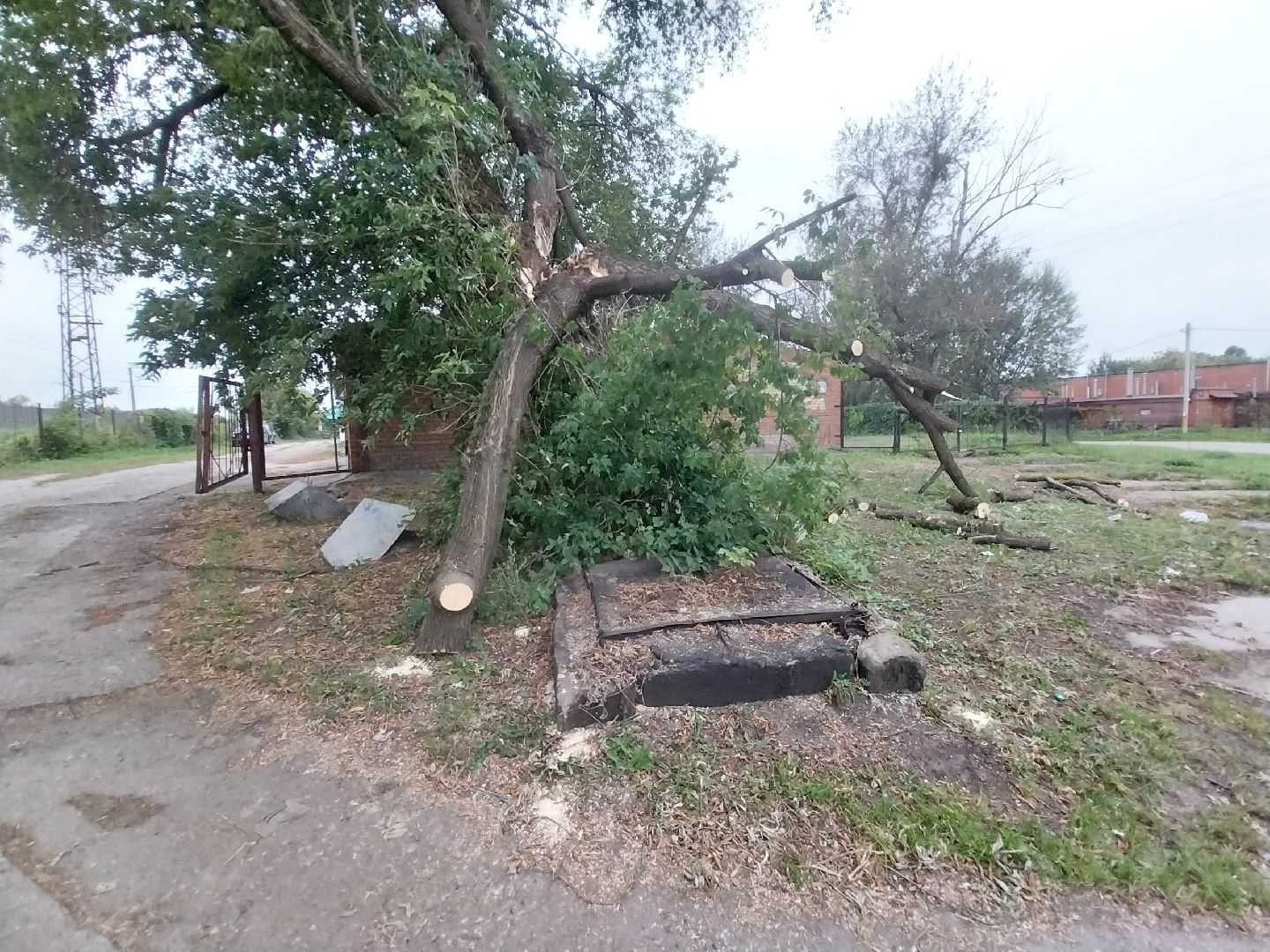 Коломна, благоустройство, упавшие деревья