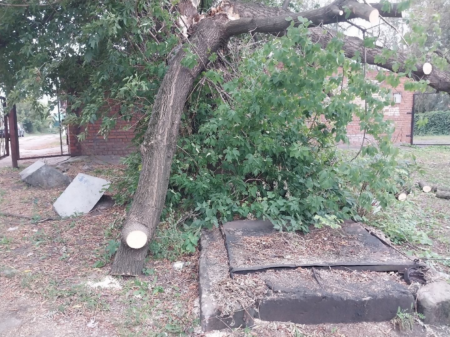 Коломна, благоустройство, упавшие деревья