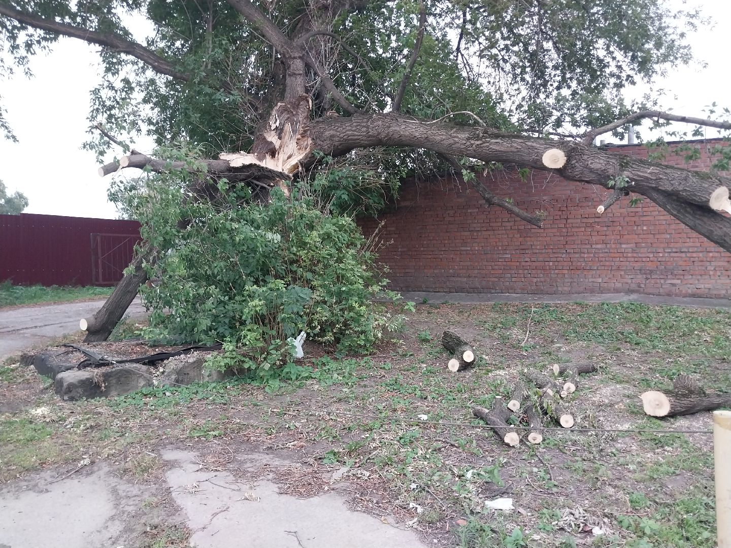 Коломна, благоустройство, упавшие деревья