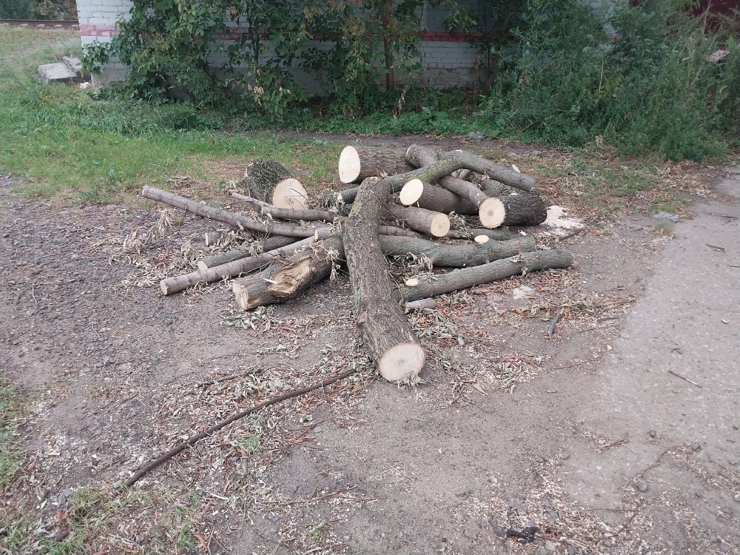 Коломна, благоустройство, упавшие деревья