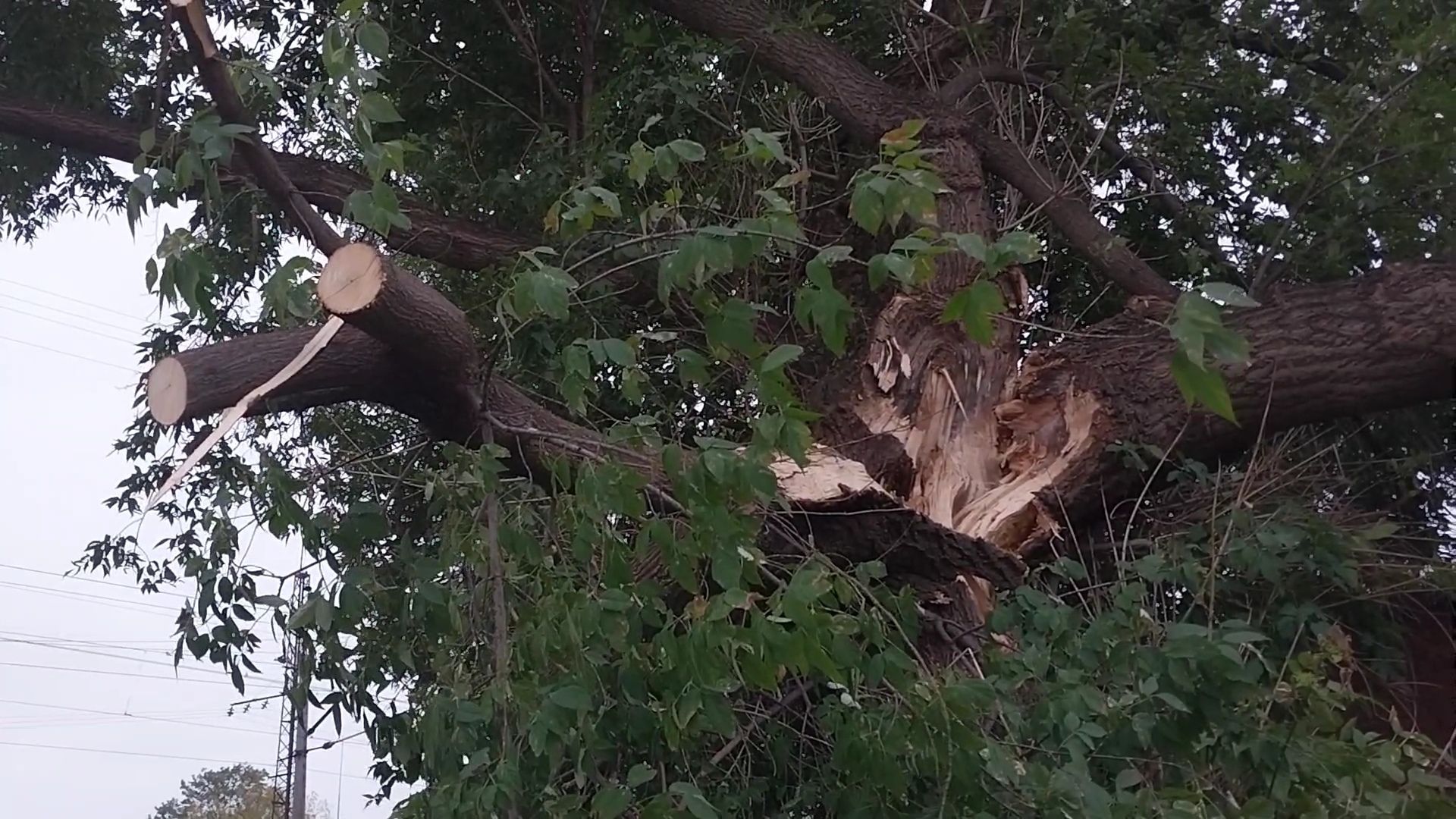 Коломна, благоустройство, упавшие деревья