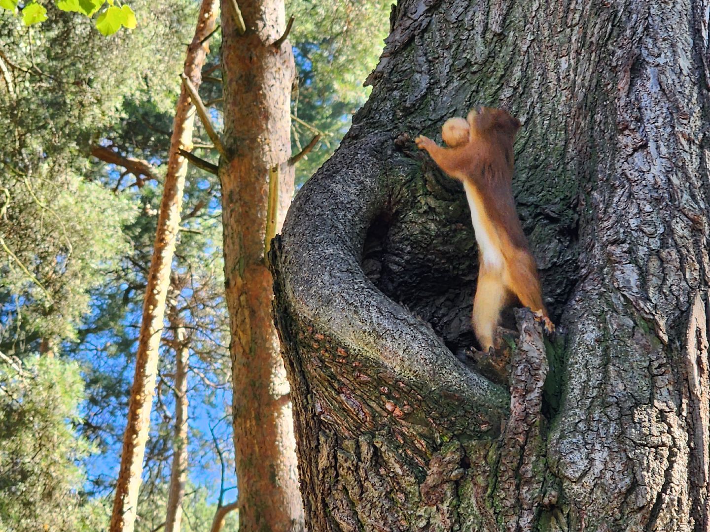 Белки, парки, лесные звери, Старая Купавна, Богородский городской округ
