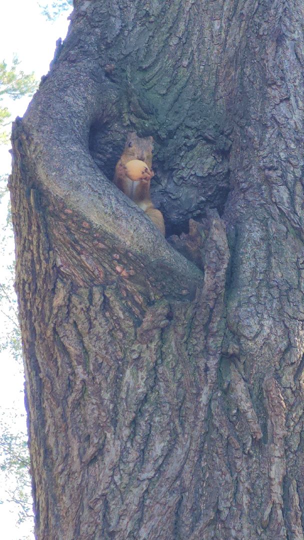 Белки, парки, лесные звери, Старая Купавна, Богородский городской округ