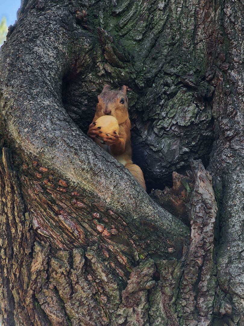 Белки, парки, лесные звери, Старая Купавна, Богородский городской округ