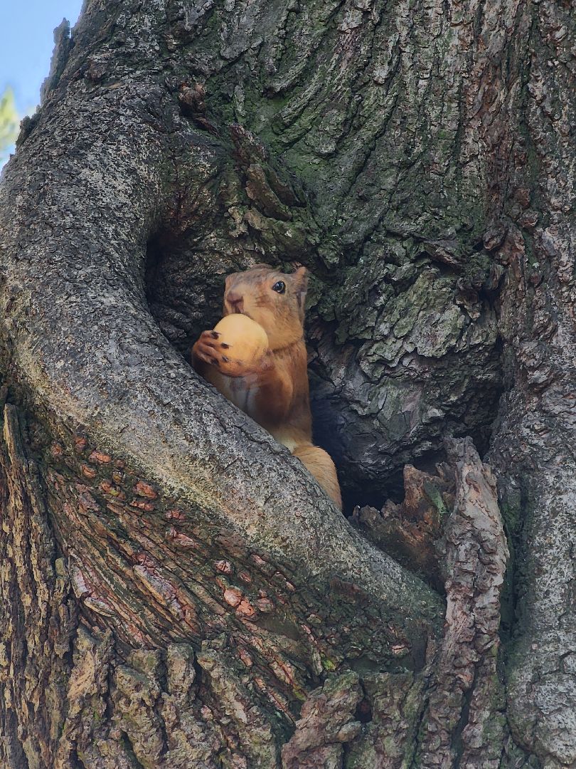 Белки, парки, лесные звери, Старая Купавна, Богородский городской округ
