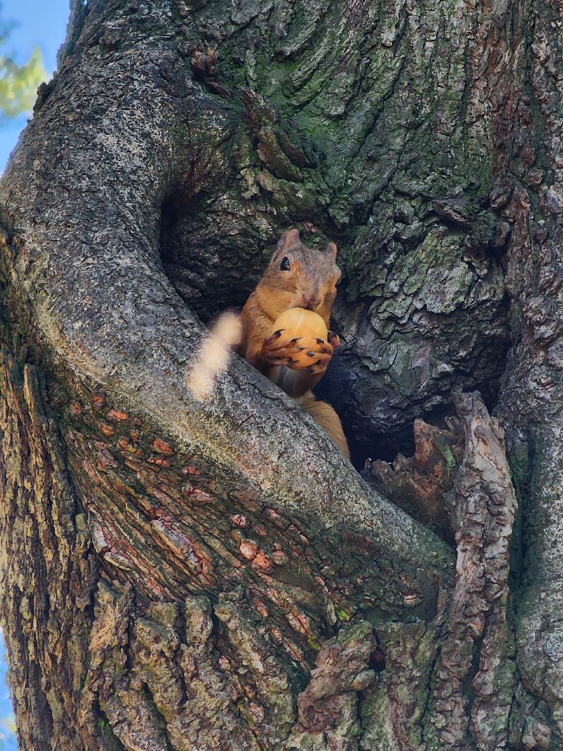 Белки, парки, лесные звери, Старая Купавна, Богородский городской округ