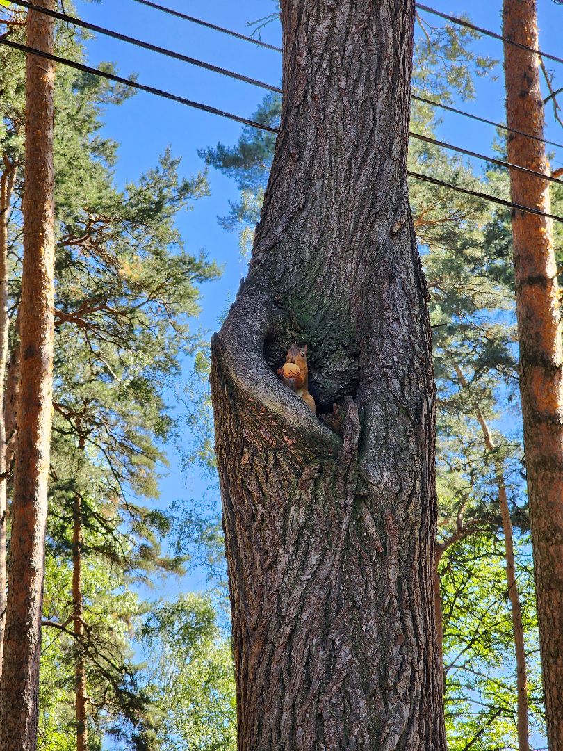 Белки, парки, лесные звери, Старая Купавна, Богородский городской округ