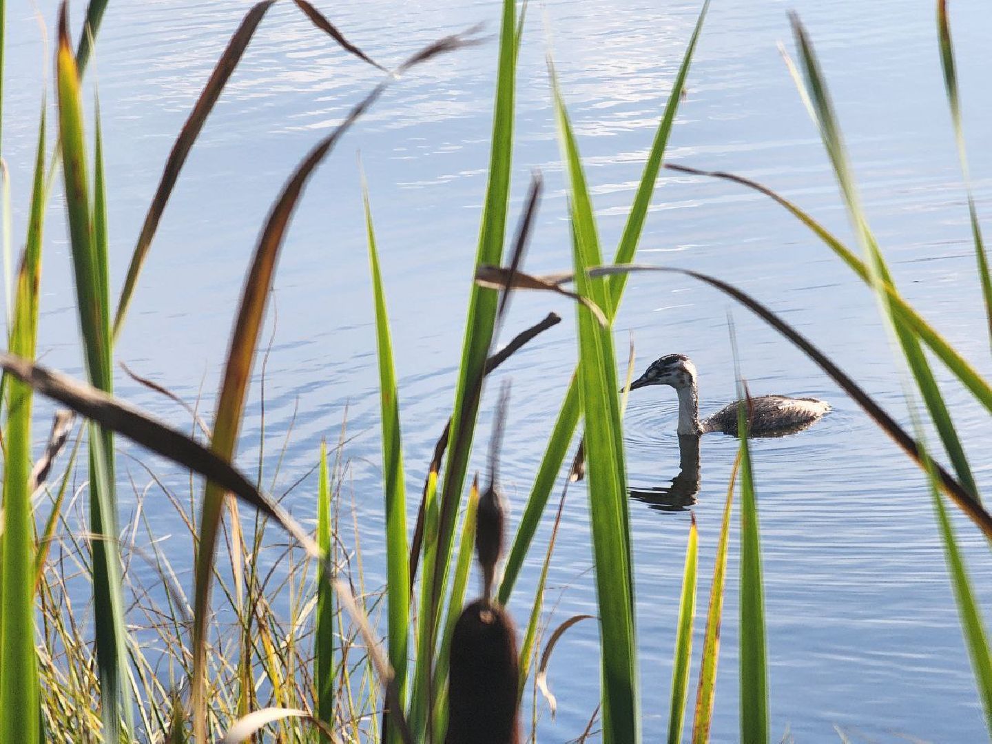 Нефедьево, Красногорск, Нахабино, Чомга, птицы, экология