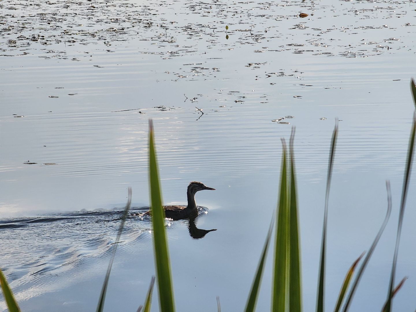 Нефедьево, Красногорск, Нахабино, Чомга, птицы, экология