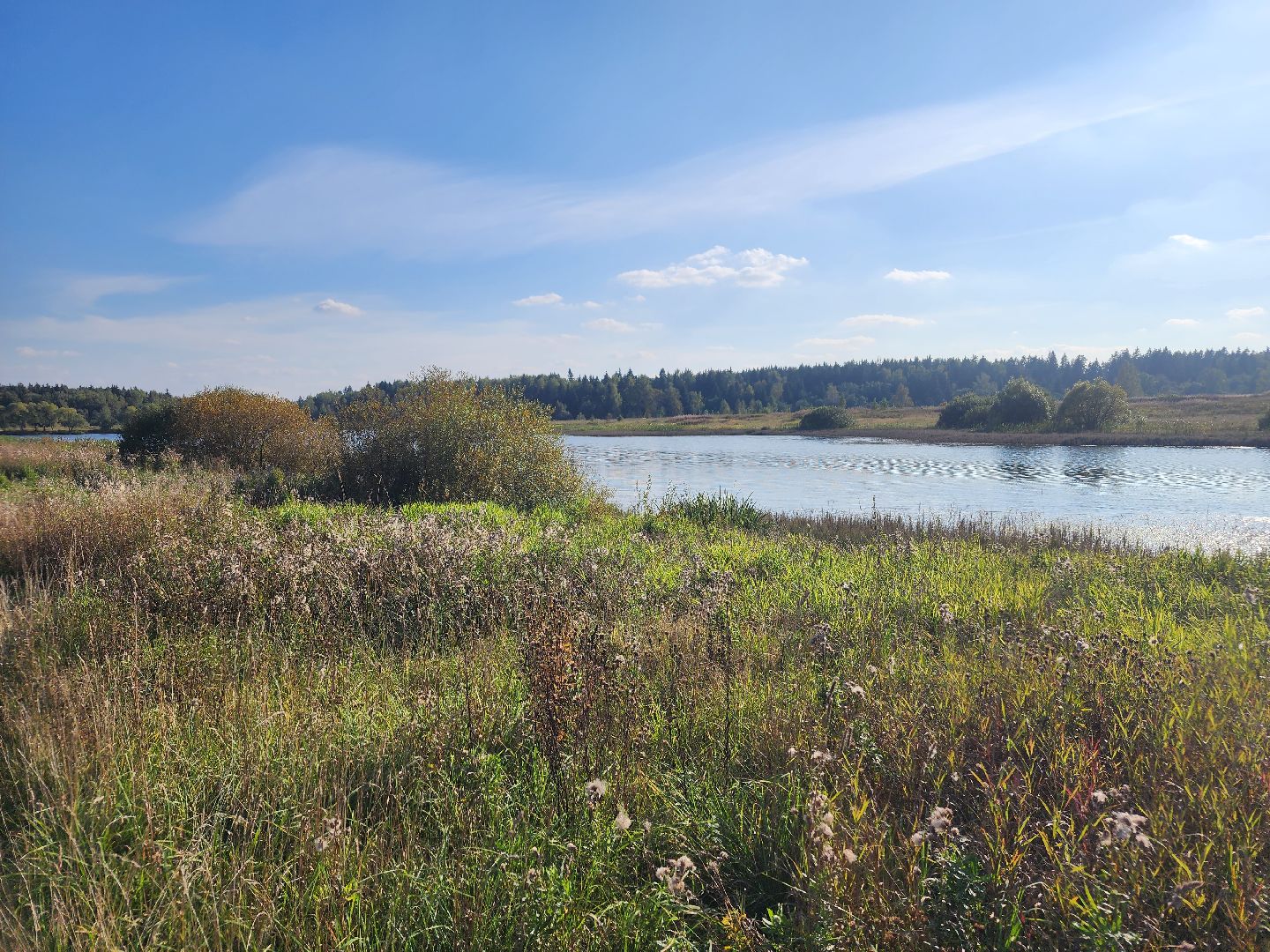 Нефедьево, Красногорск, Нахабино, Чомга, птицы, экология