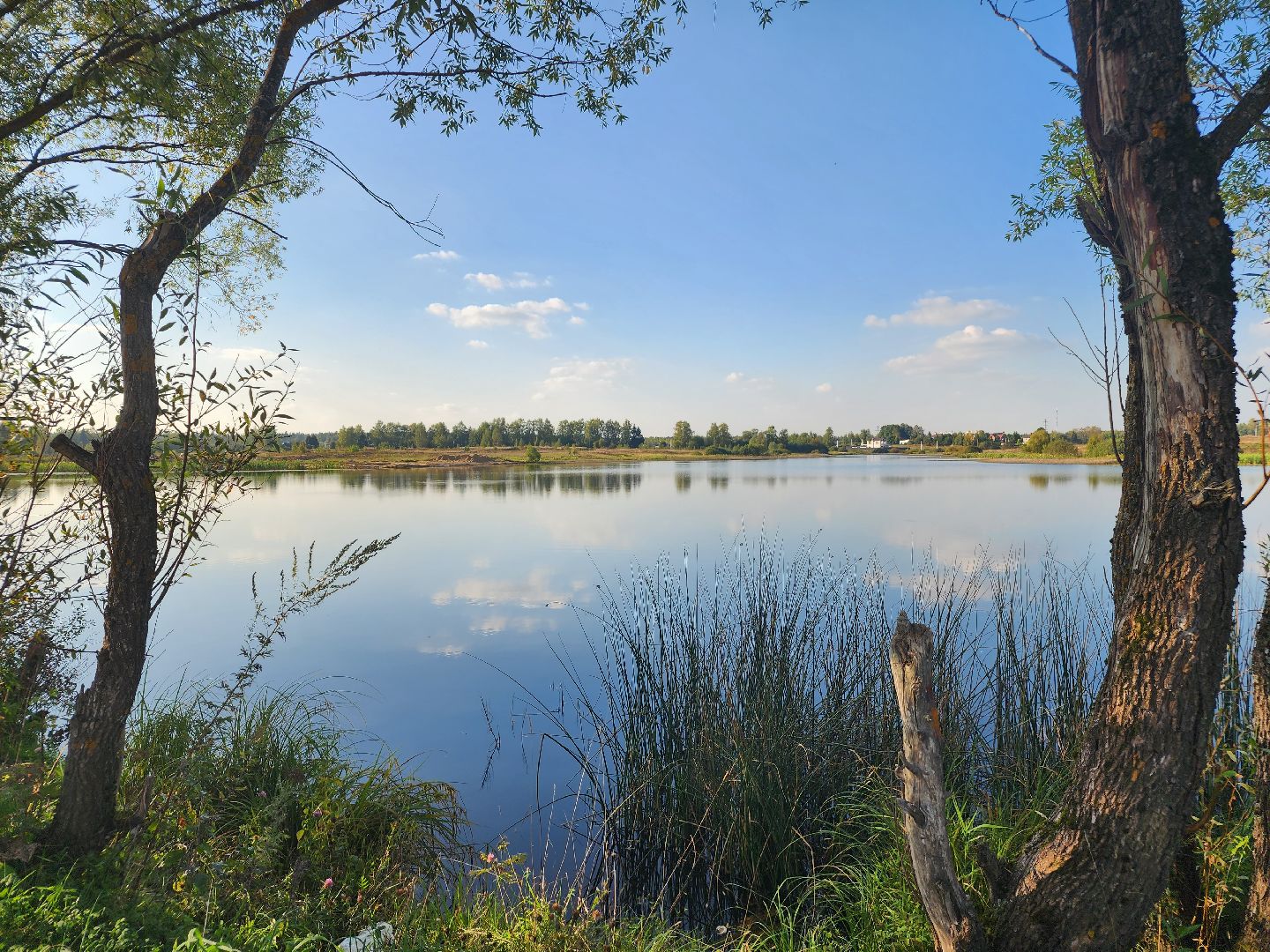 Нефедьево, Красногорск, Нахабино, Чомга, птицы, экология