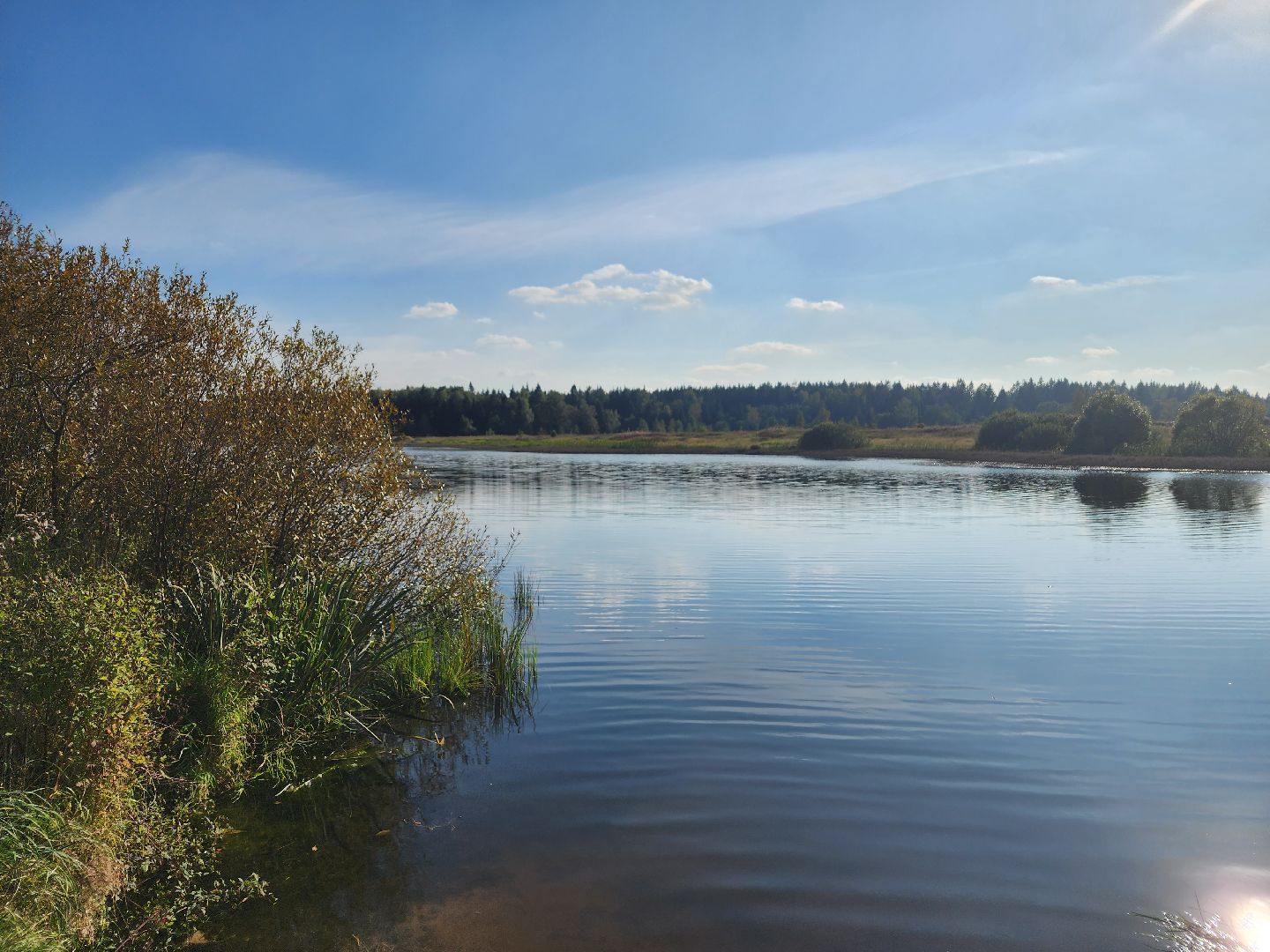 Нефедьево, Красногорск, Нахабино, Чомга, птицы, экология