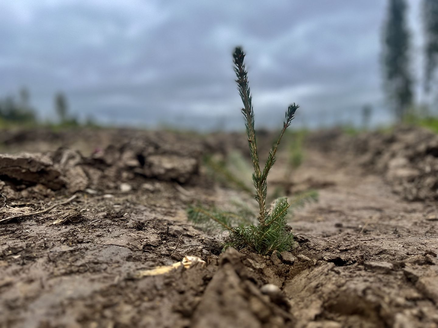 наш лес, наро-фоминск, экология, посади дерево, ёлка,верея,