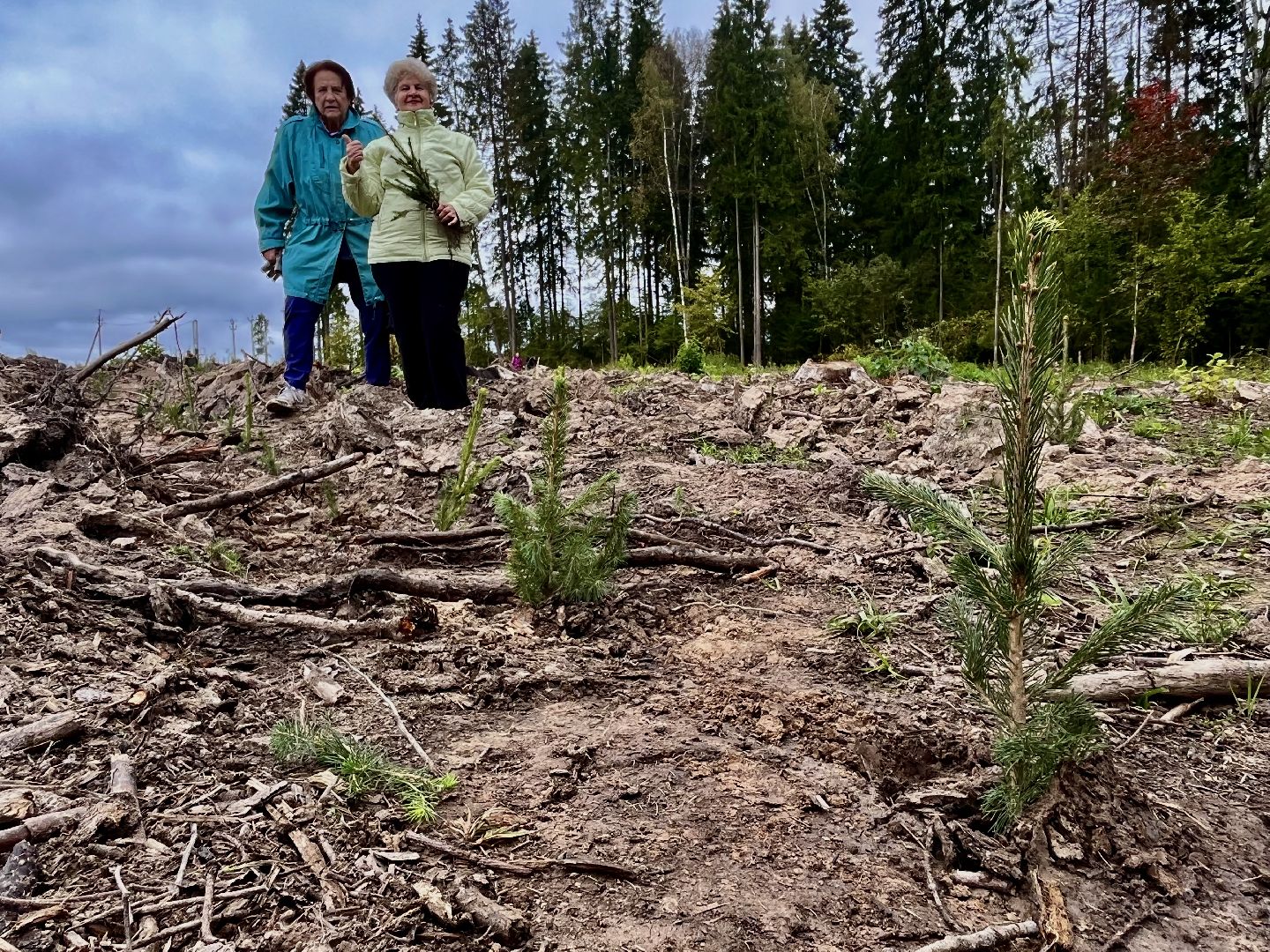 наш лес, наро-фоминск, экология, посади дерево, ёлка,верея,