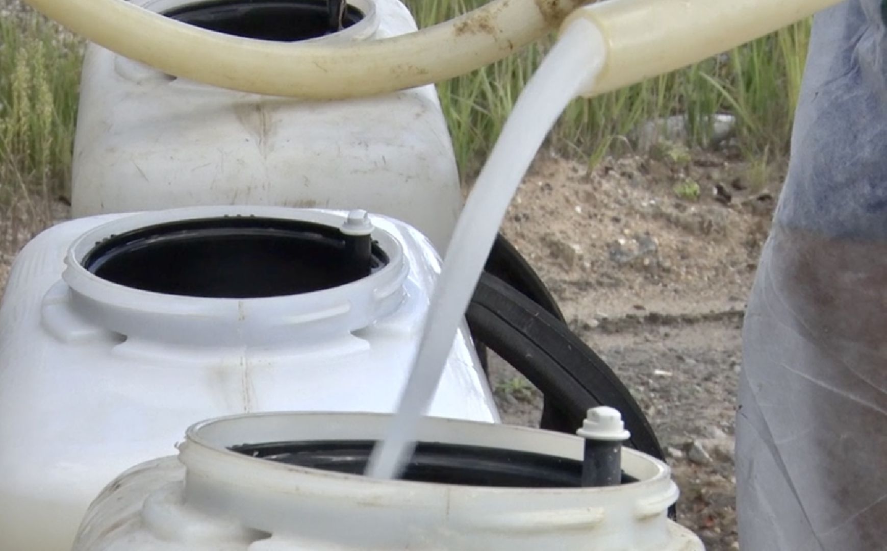 Клин, общество, борщевик, благоустройство