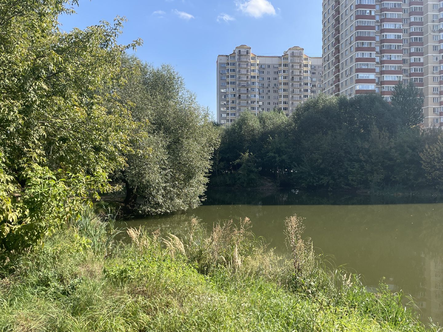 Котельники, пруд, экология, рыба