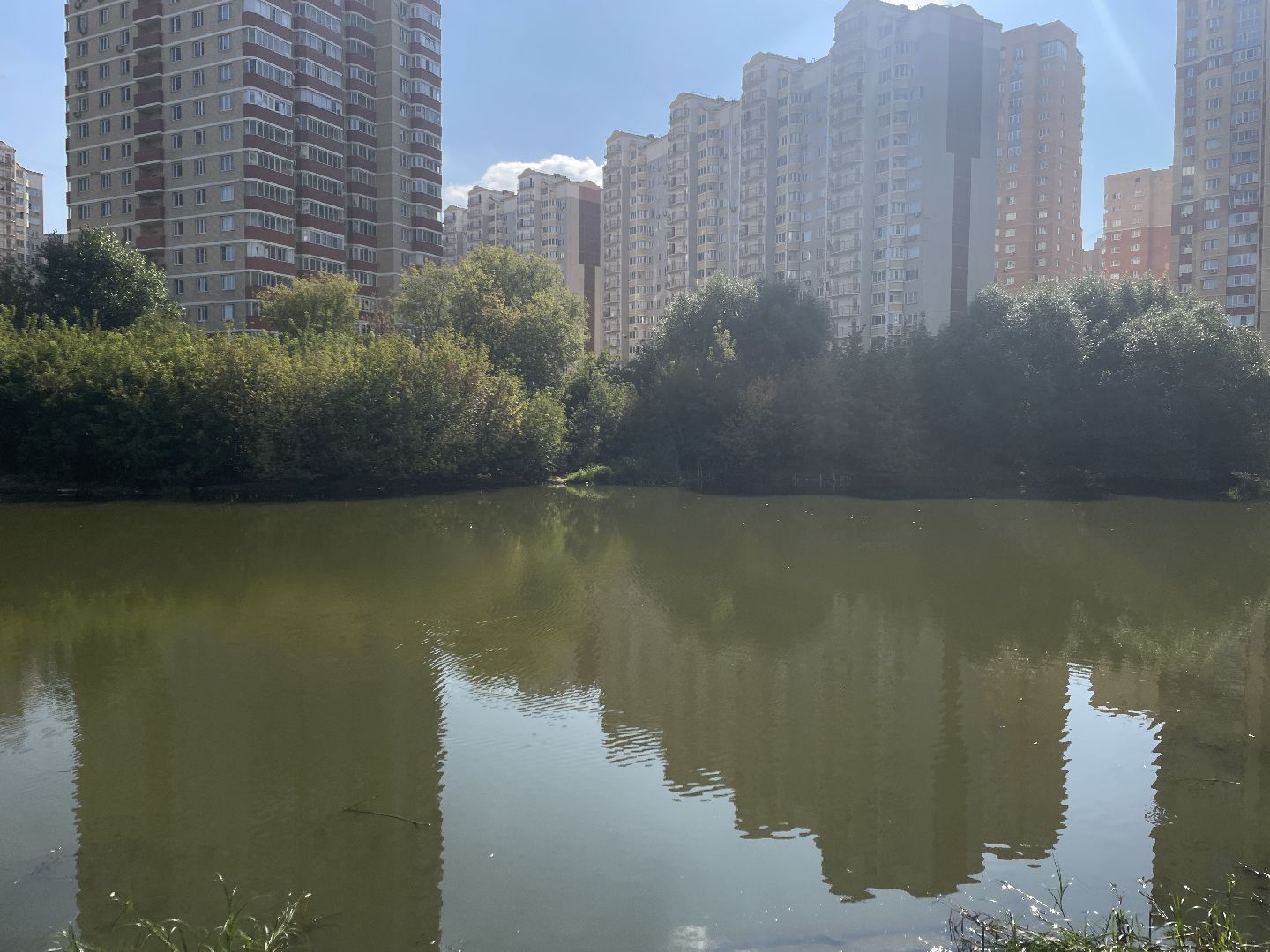 Котельники, пруд, экология, рыба