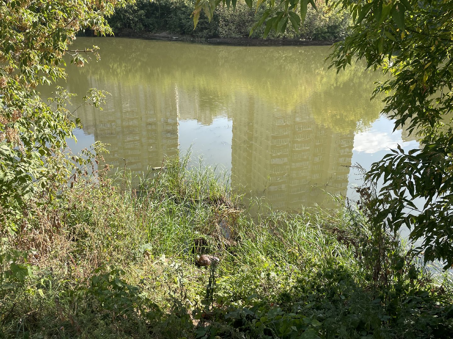 Котельники, пруд, экология, рыба