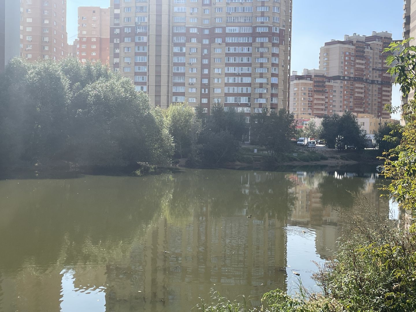 Котельники, пруд, экология, рыба