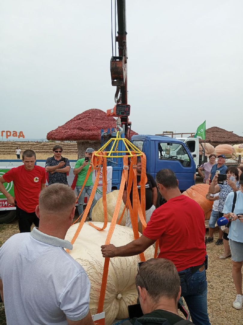 луховицы, тыква, сельское хозяйство