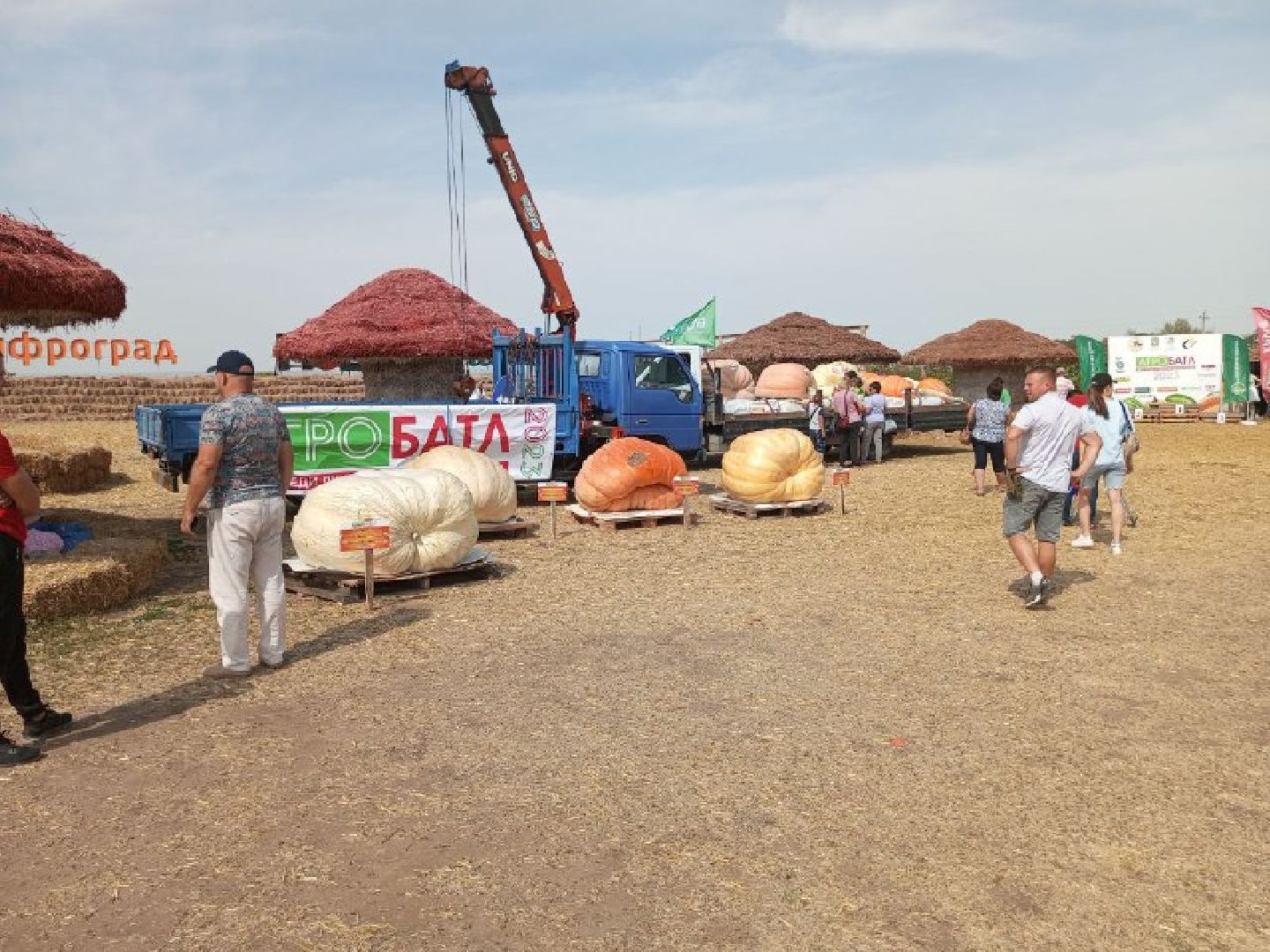 луховицы, тыква, сельское хозяйство