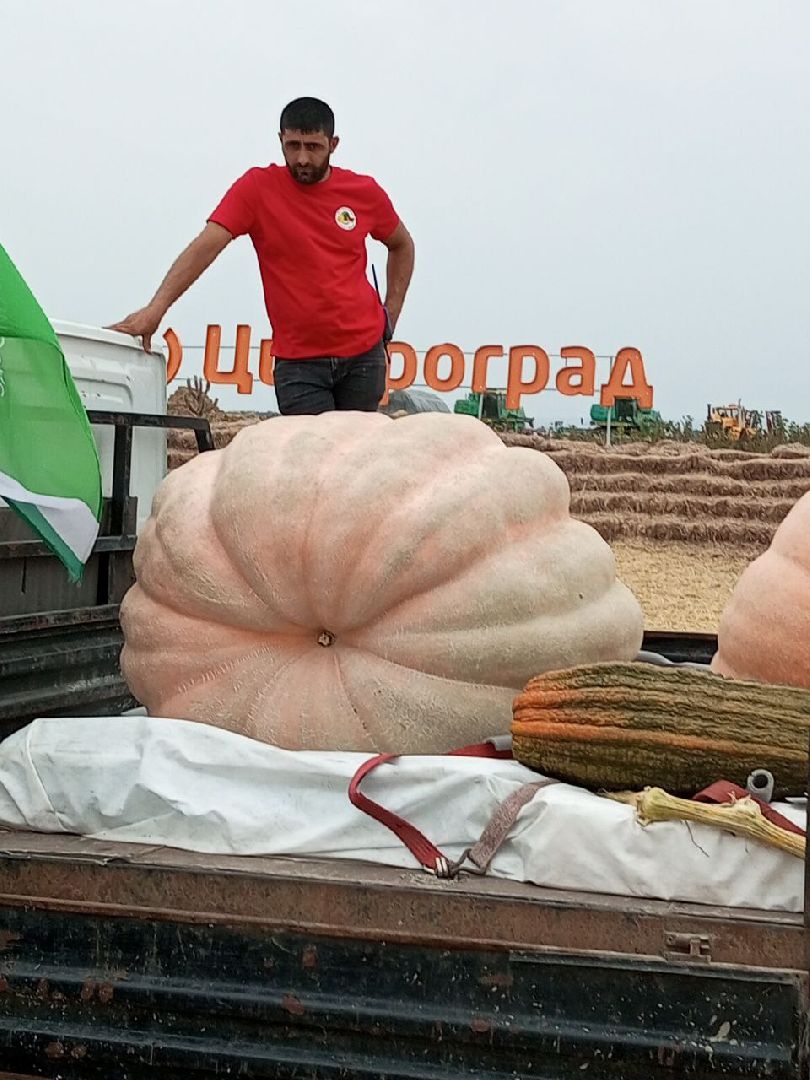 луховицы, тыква, сельское хозяйство