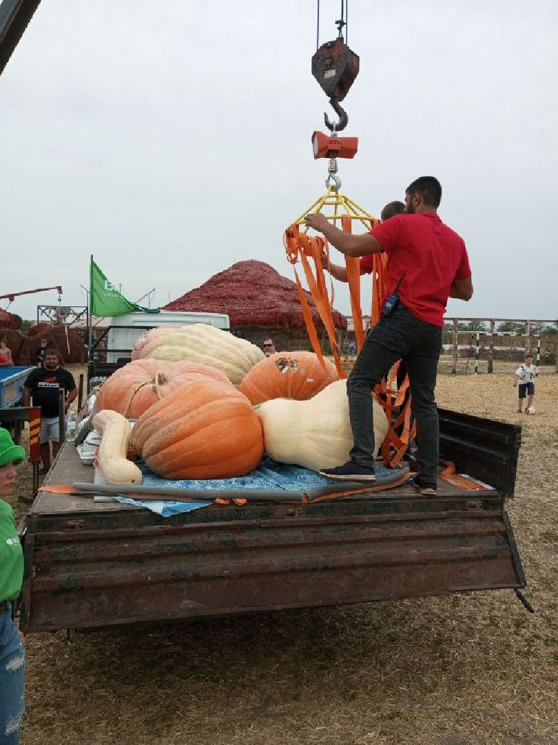 луховицы, тыква, сельское хозяйство