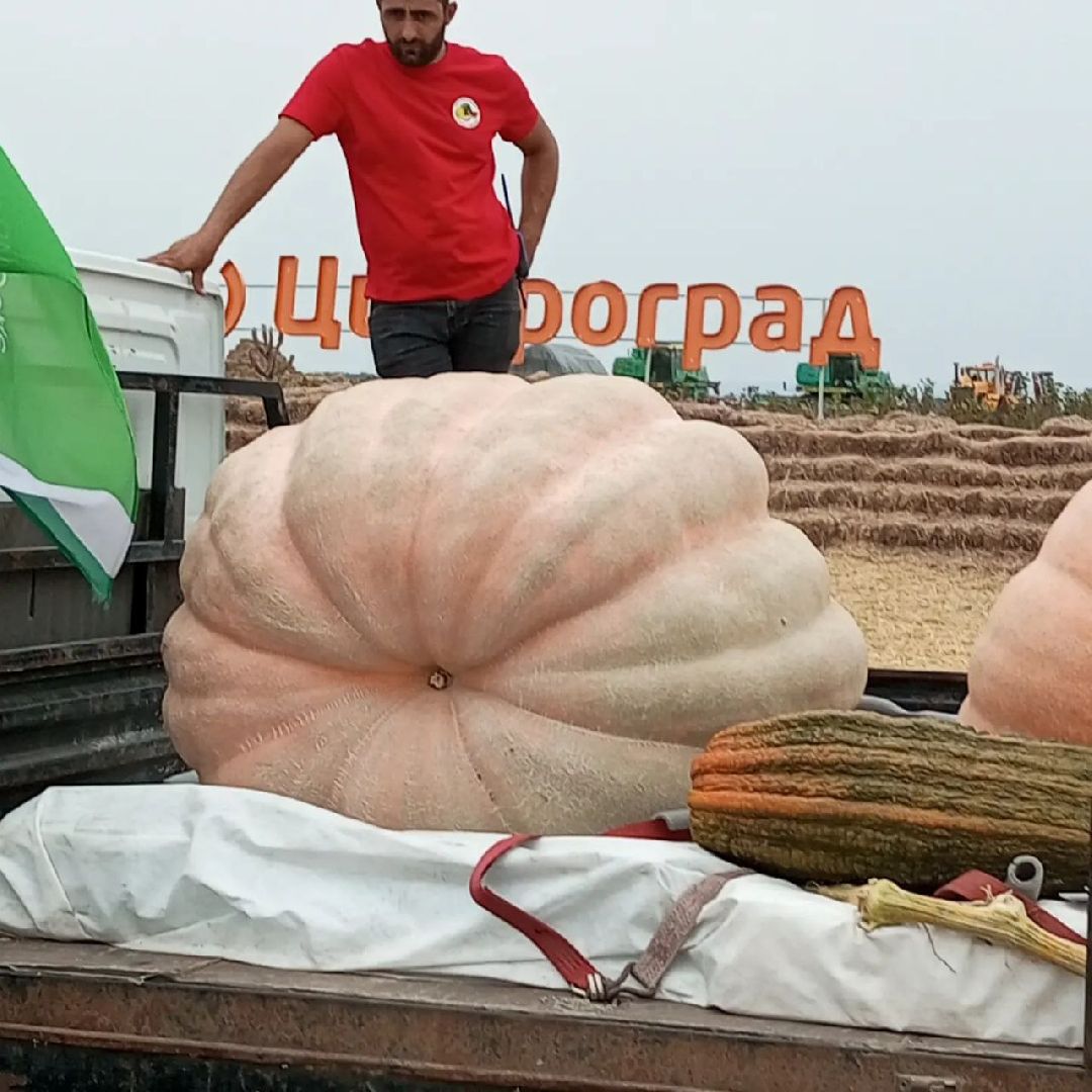 луховицы, тыква, сельское хозяйство