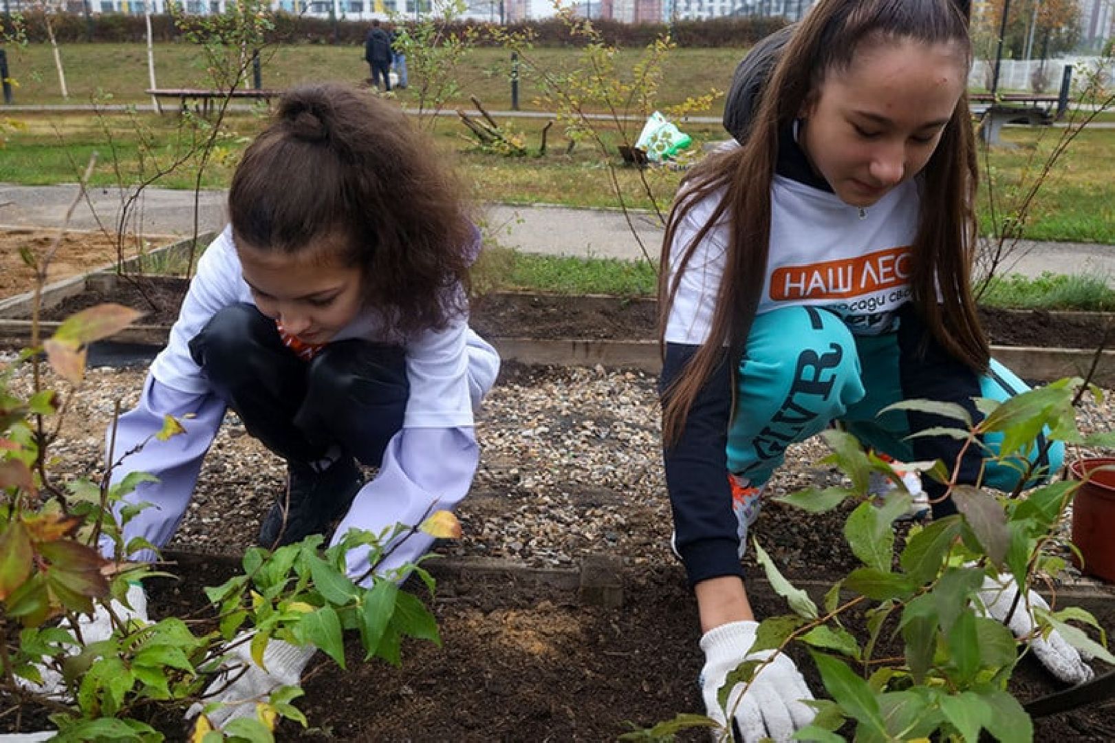 Наш лес, экология, Мытищи, 16 сентября