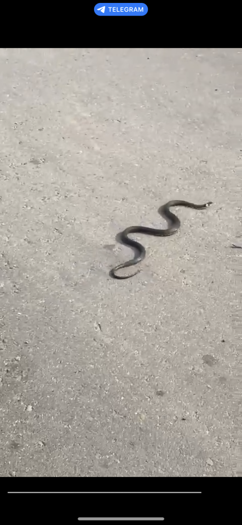змеи