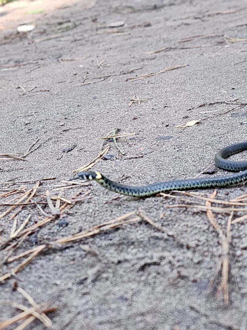 егорьевск, змеи, подмосковье, лес, подмосковье, лес,