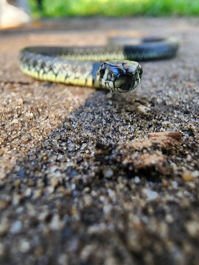 егорьевск, змеи, подмосковье, лес, подмосковье, лес,