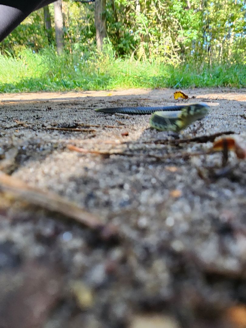 егорьевск, змеи, подмосковье, лес, подмосковье, лес,