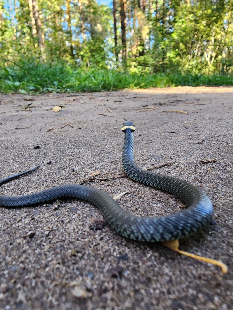 егорьевск, змеи, подмосковье, лес, подмосковье, лес,