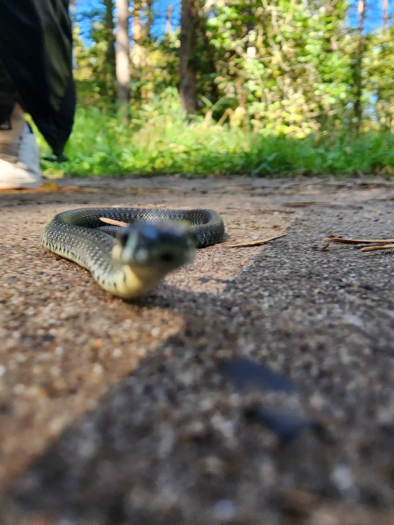 егорьевск, змеи, подмосковье, лес, подмосковье, лес,